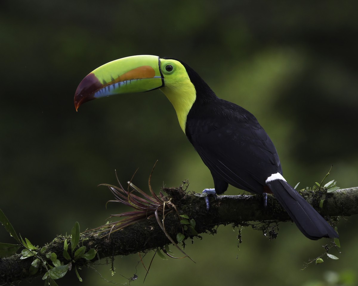 Тукан жовтогорлий - ML647148355