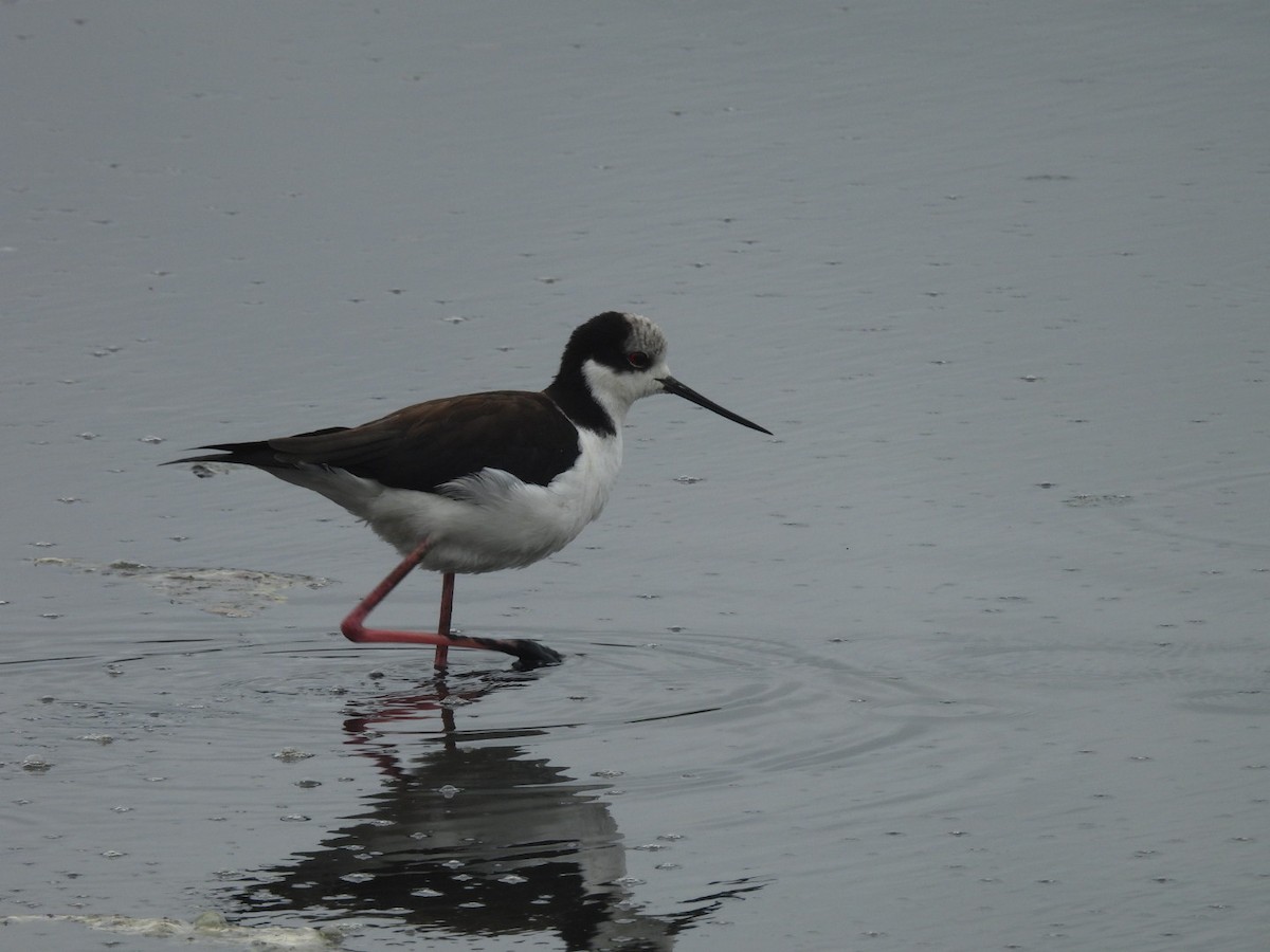 Black-necked Stilt - ML647148358