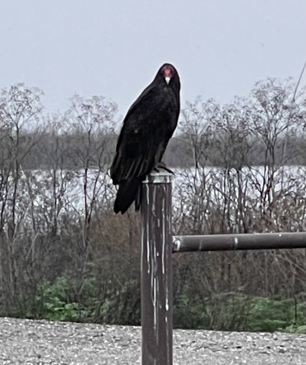 Urubu à tête rouge - ML647148360