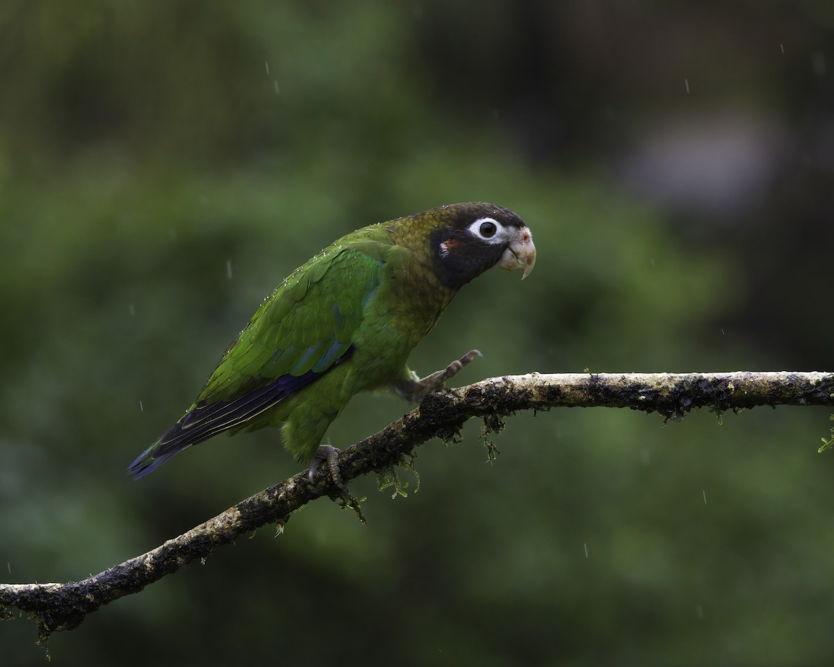 Grauwangenpapagei - ML647148362