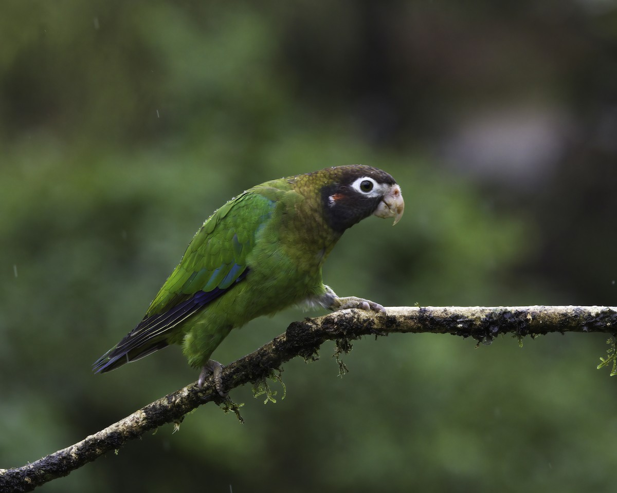 Grauwangenpapagei - ML647148363