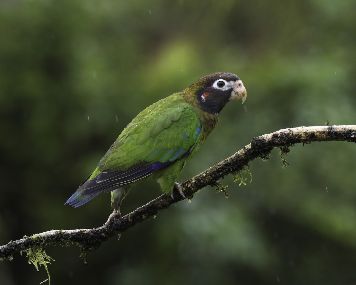 Grauwangenpapagei - ML647148364