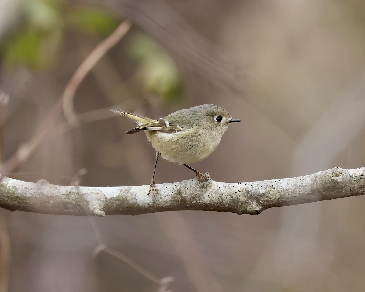 Ruby-crowned Kinglet - ML647148366