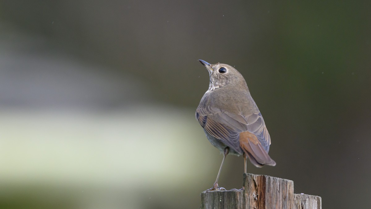 קיכלי חלוד-זנב - ML647148369