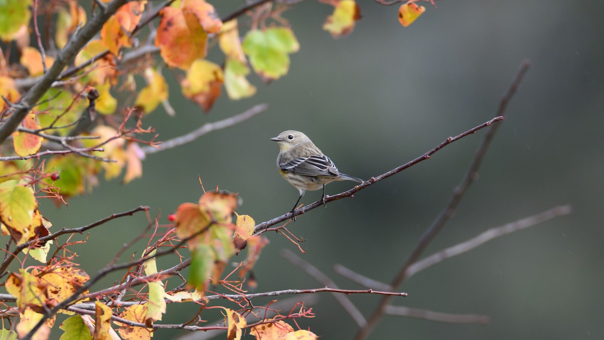 myrteparula - ML647148374