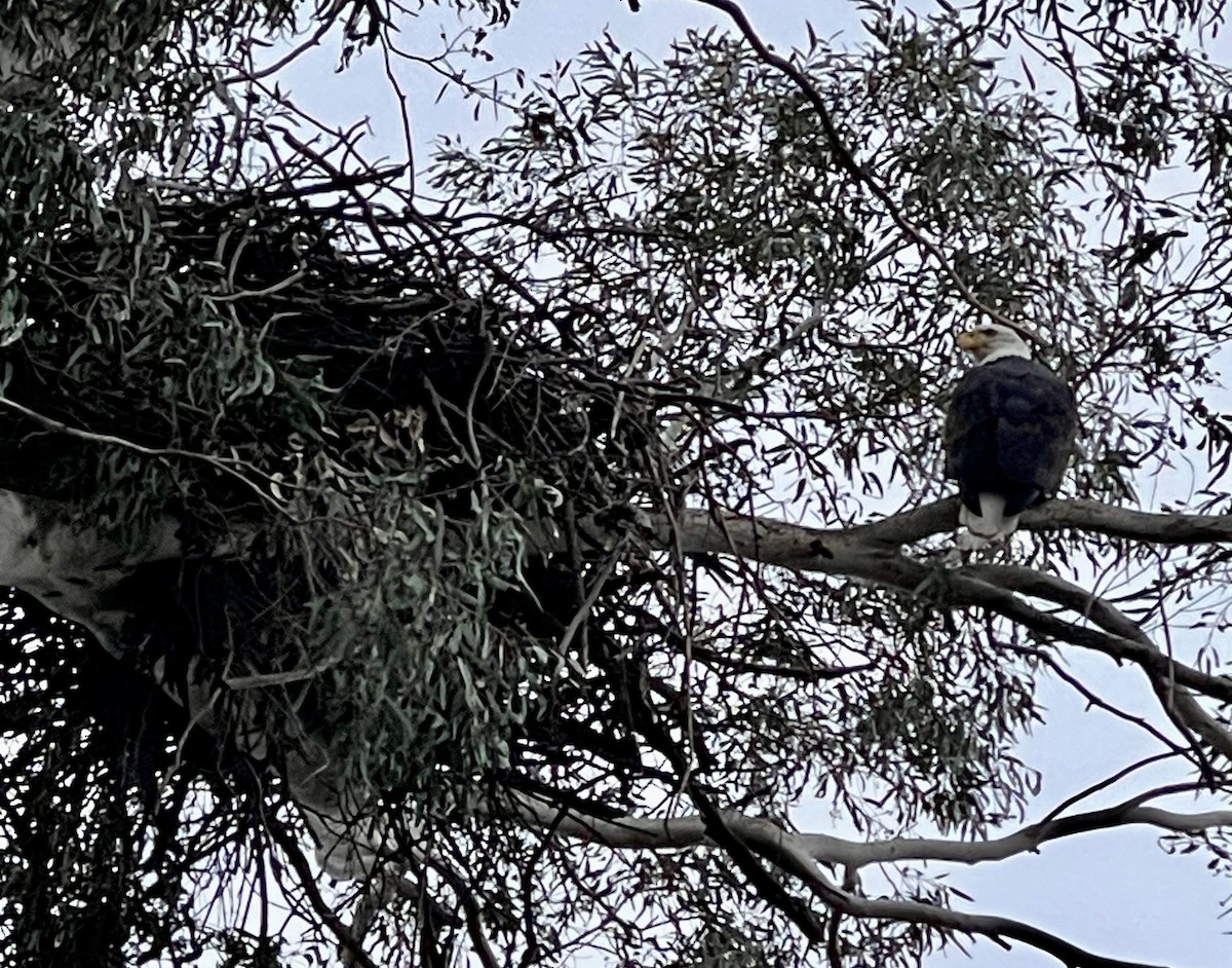 Bald Eagle - ML647148375