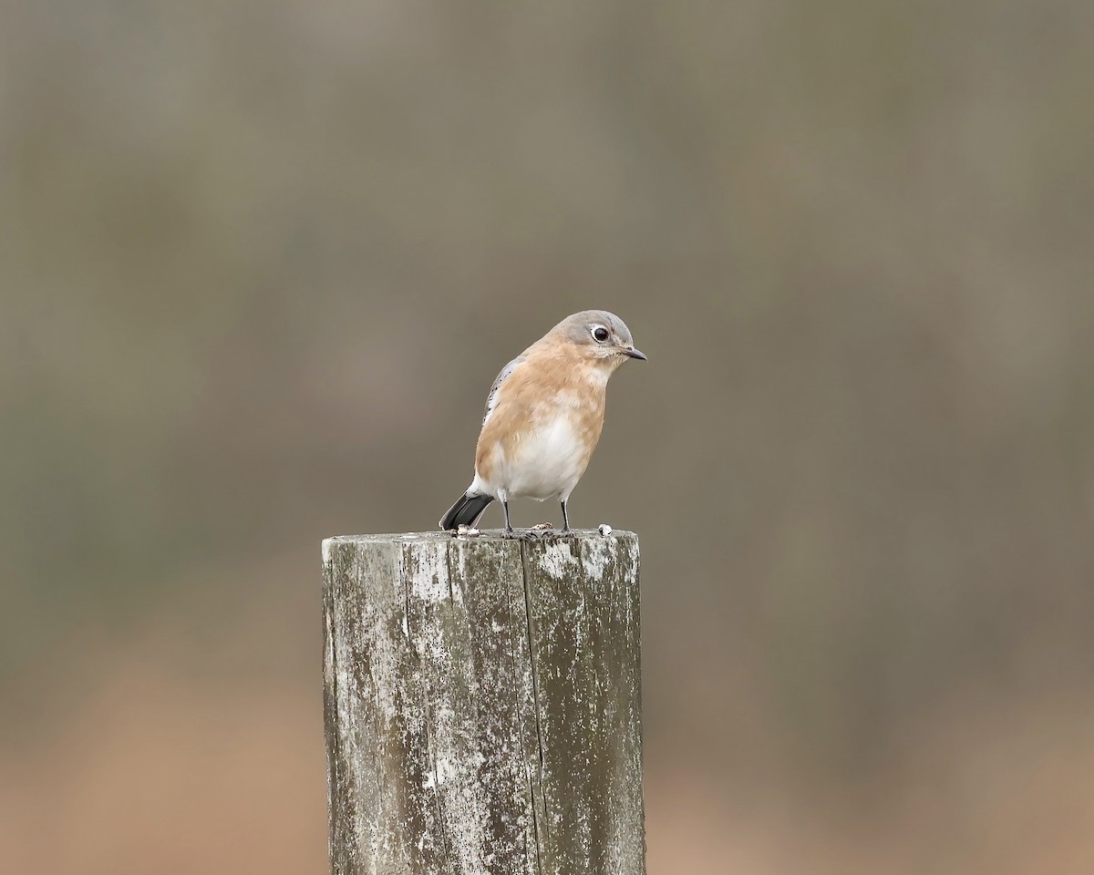 Eastern Bluebird - ML647148376