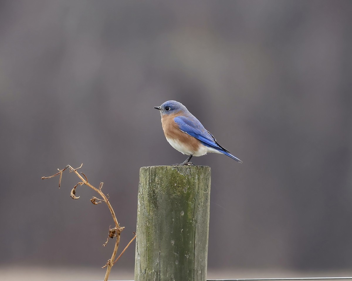Eastern Bluebird - ML647148377