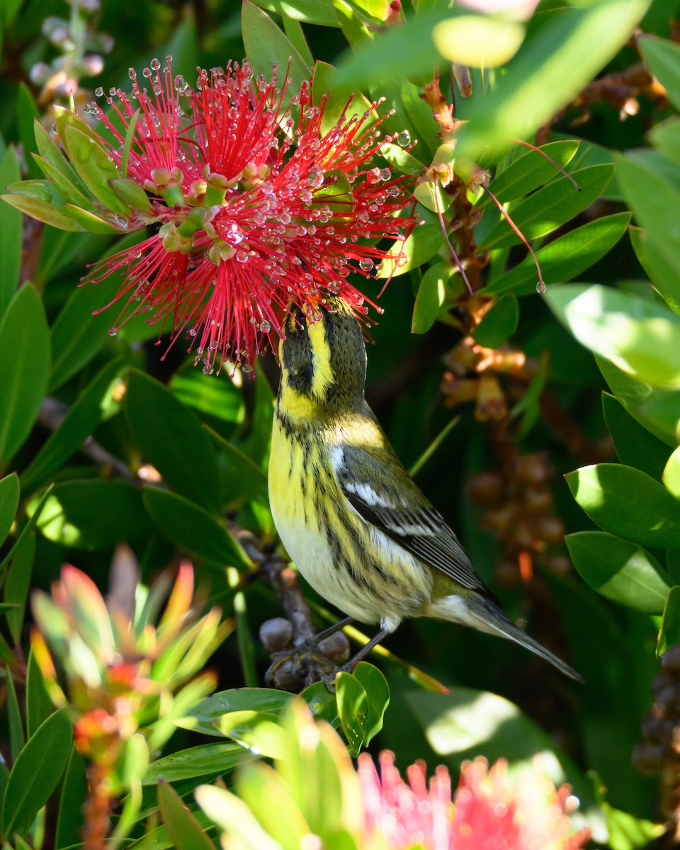 granparula - ML647148381