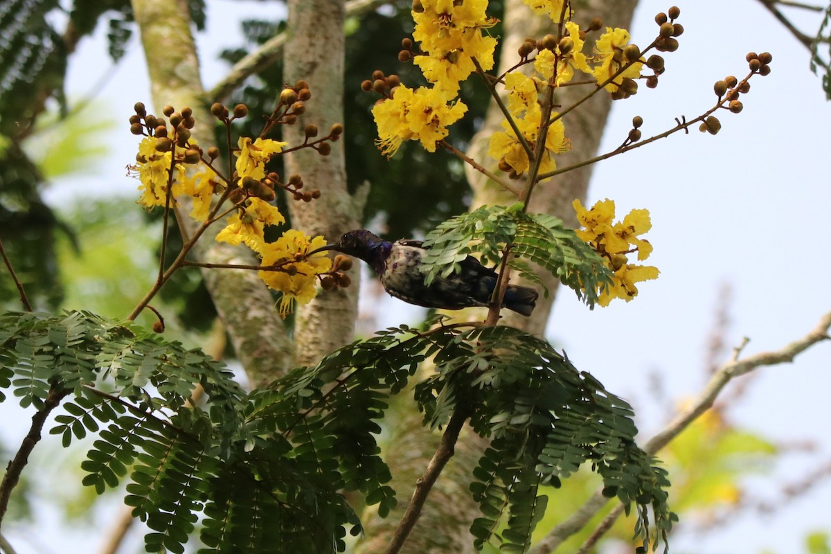 Green-headed Sunbird - ML647148391