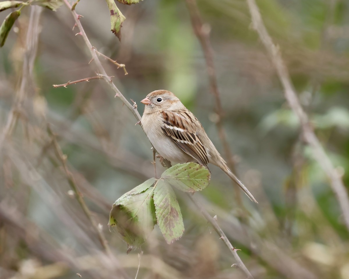 Field Sparrow - ML647148404