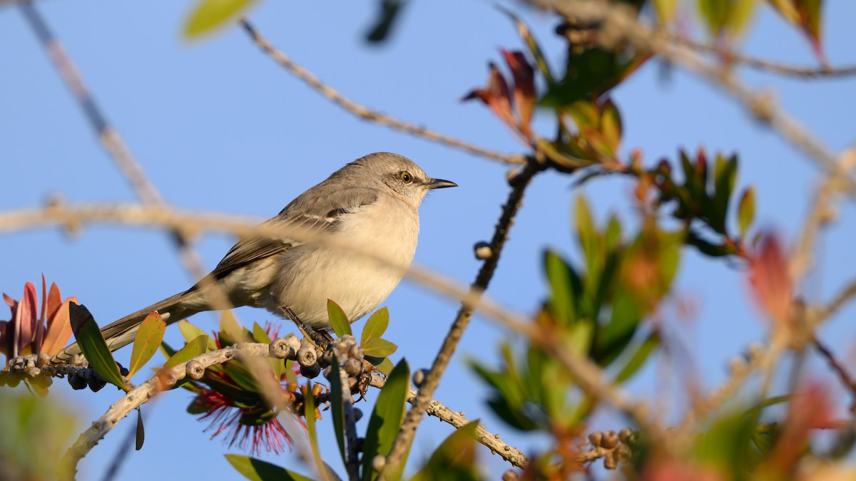 sangspottefugl - ML647148405