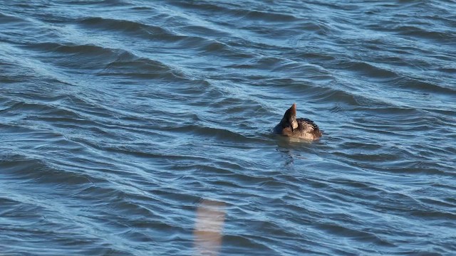 hjelmfiskand - ML647148406