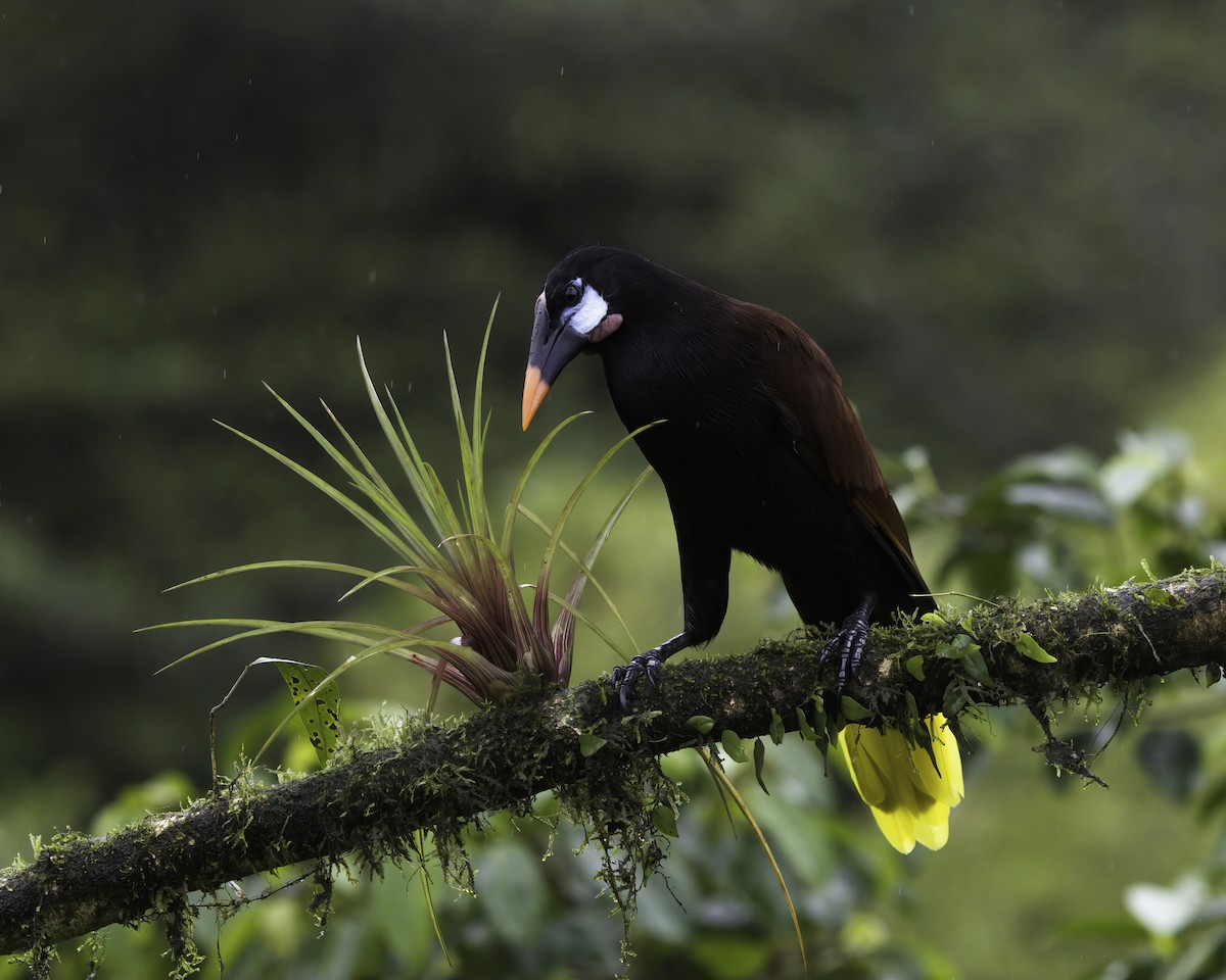 Montezuma Oropendola - ML647148412