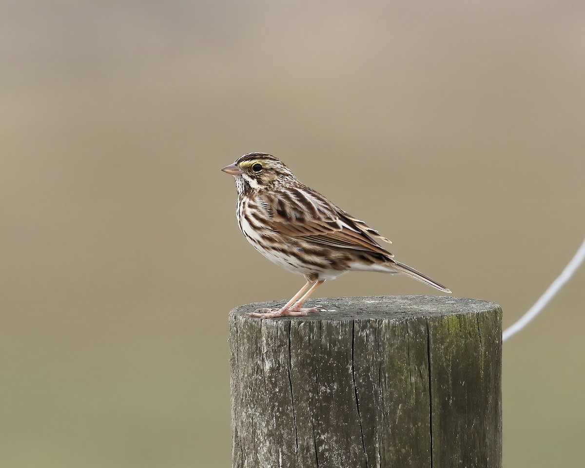 Savannah Sparrow - ML647148415