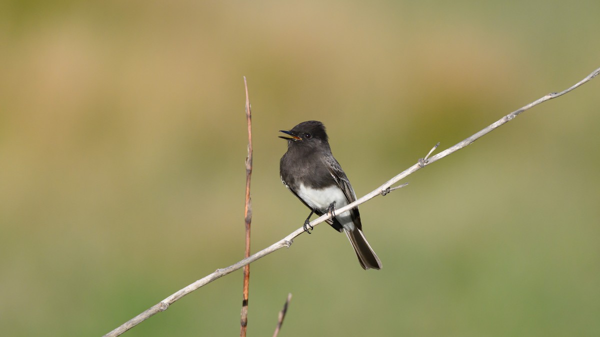 svartfibi - ML647148416