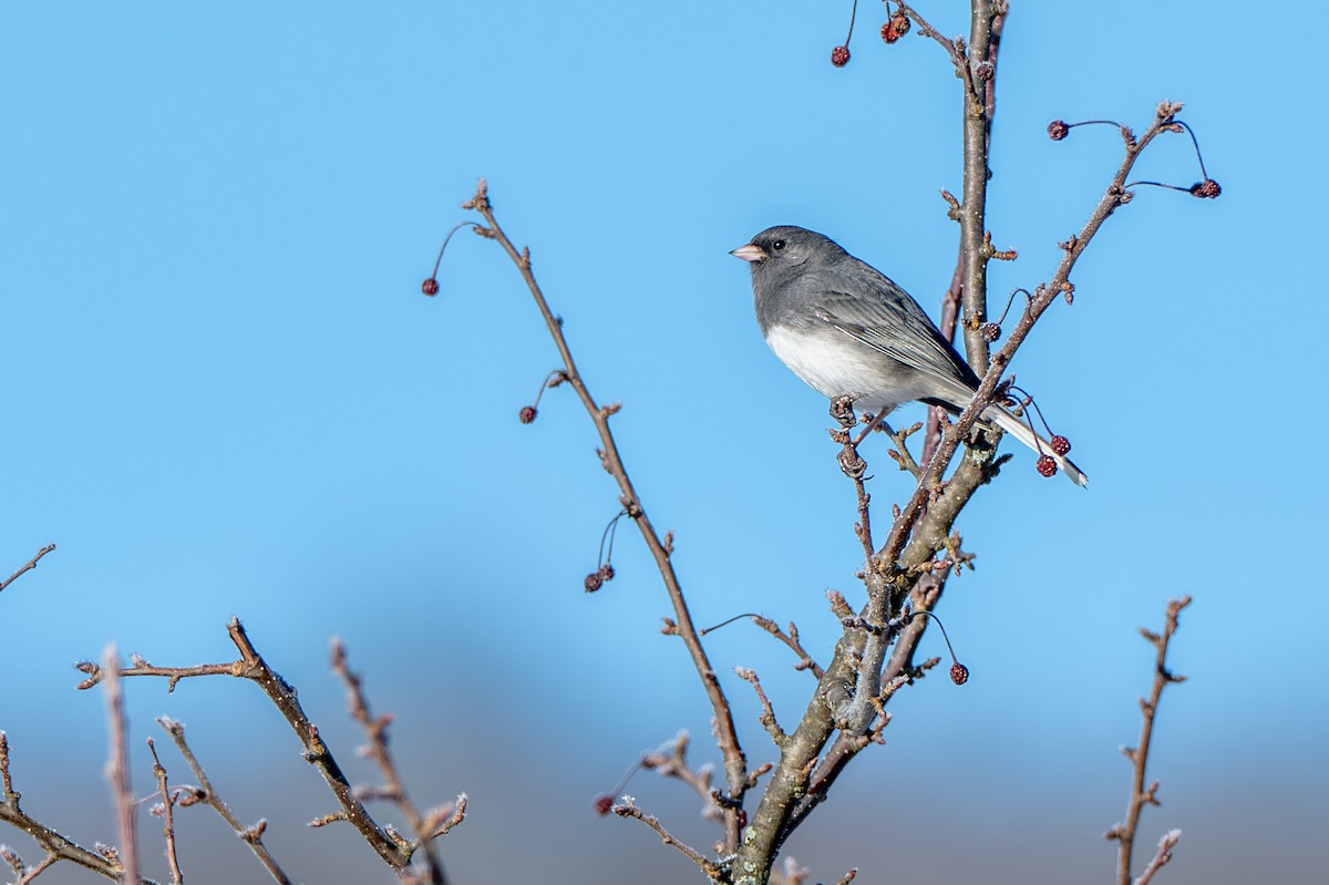 Dark-eyed Junco - ML647148419