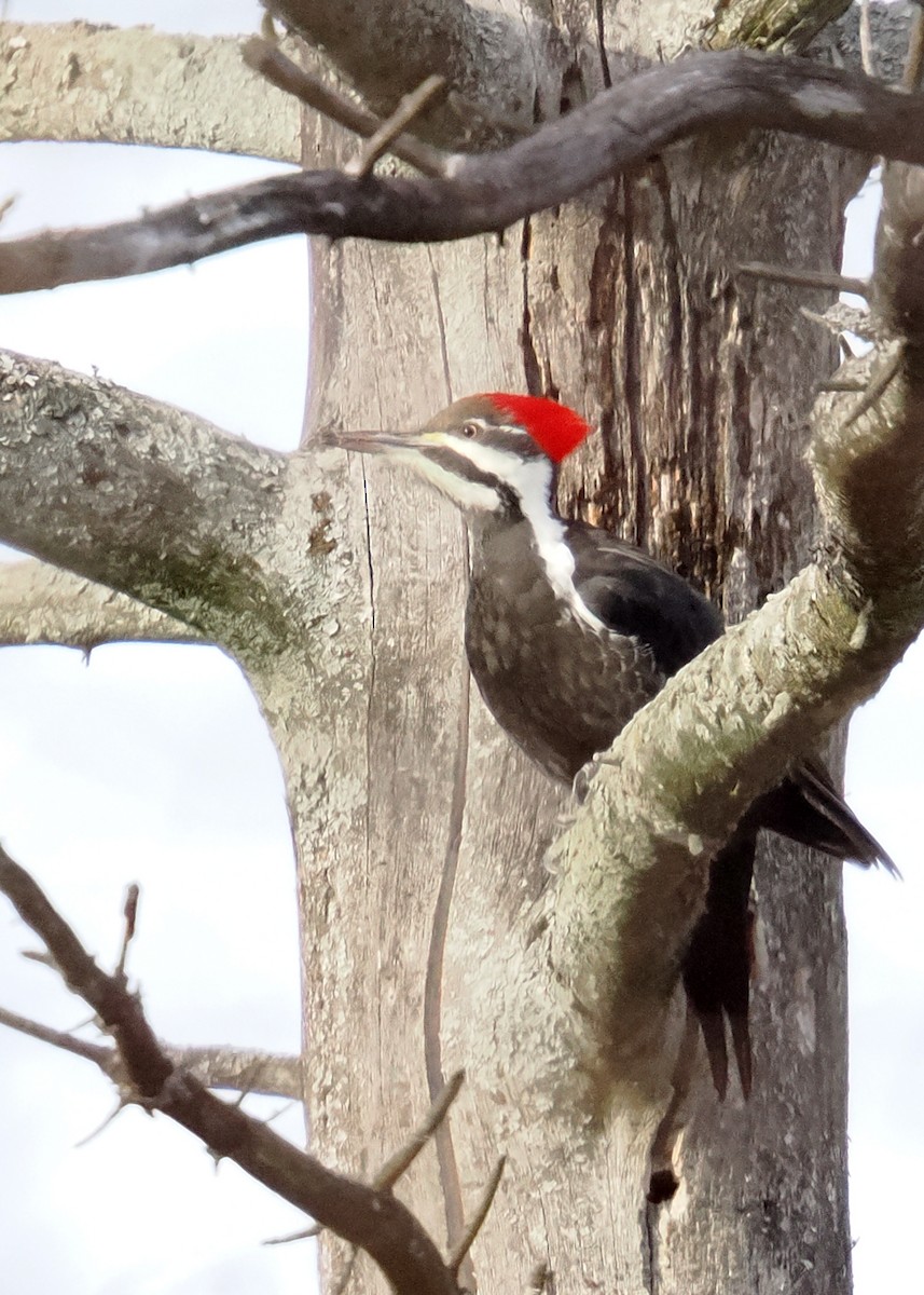 Pileated Woodpecker - ML647148424