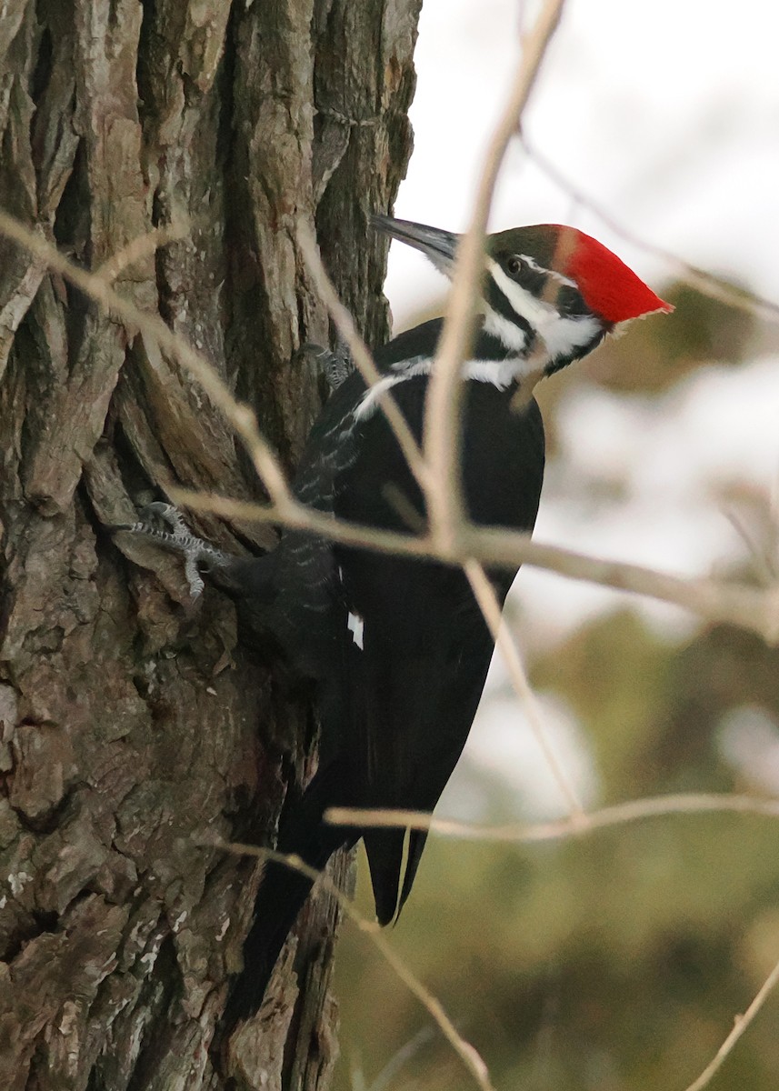 Pileated Woodpecker - ML647148425