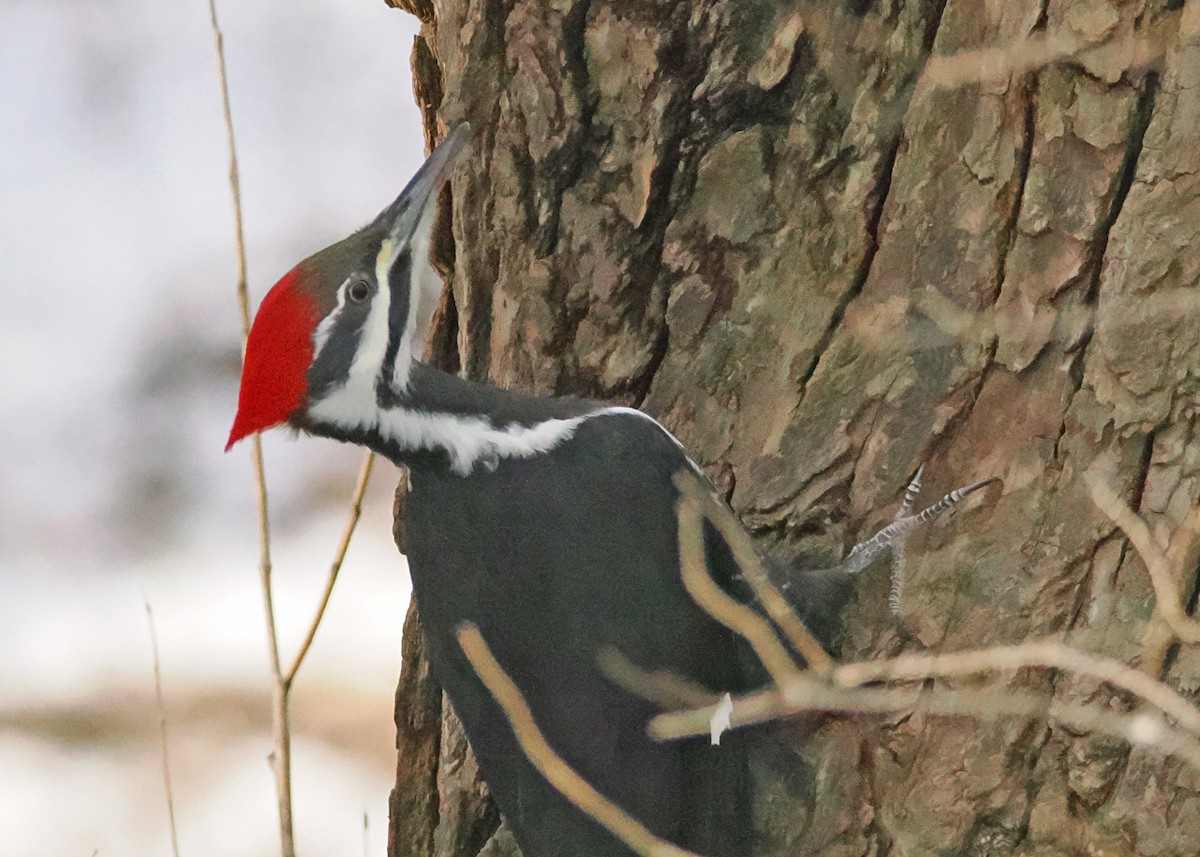 Pileated Woodpecker - ML647148426