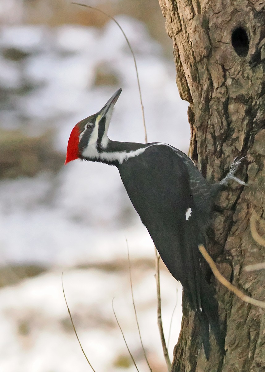 Pileated Woodpecker - ML647148427