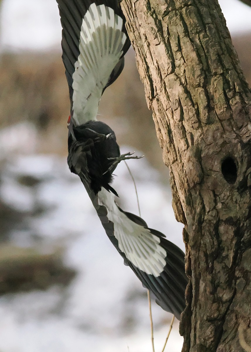 Pileated Woodpecker - ML647148429