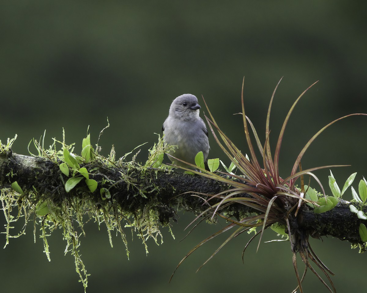 Schlichttangare - ML647148430