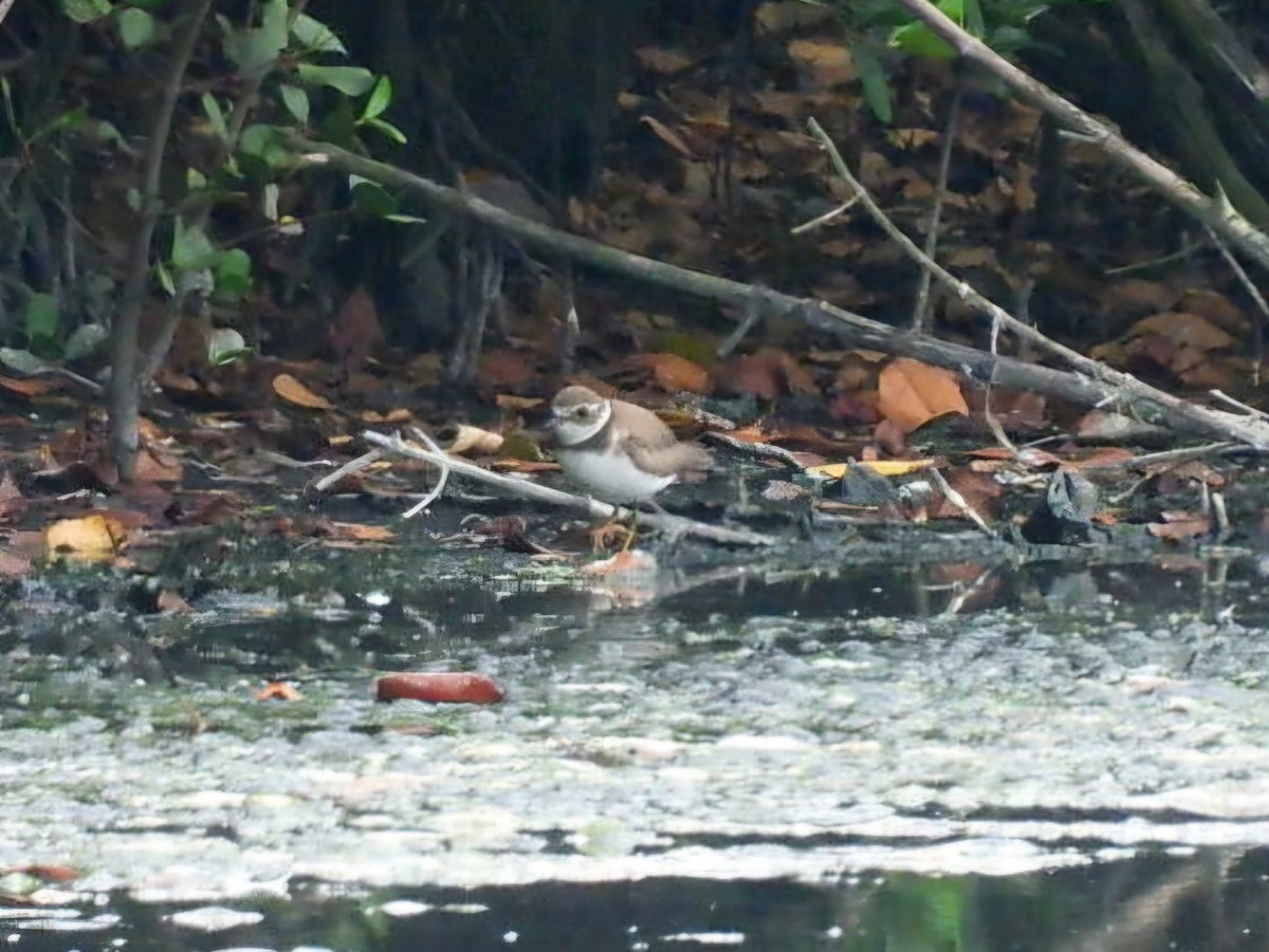 Semipalmated Plover - ML647148431