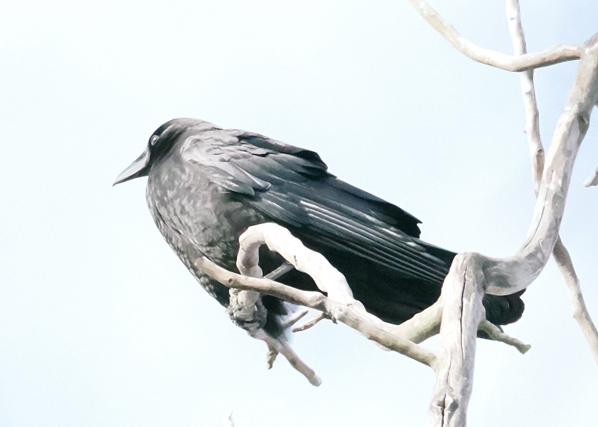 American Crow - ML647148438
