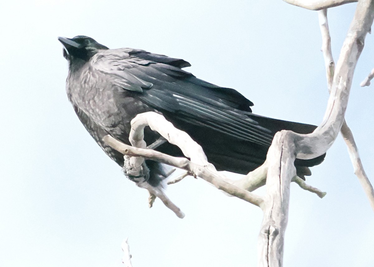 American Crow - ML647148439