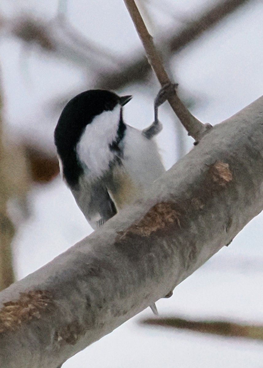Black-capped Chickadee - ML647148443