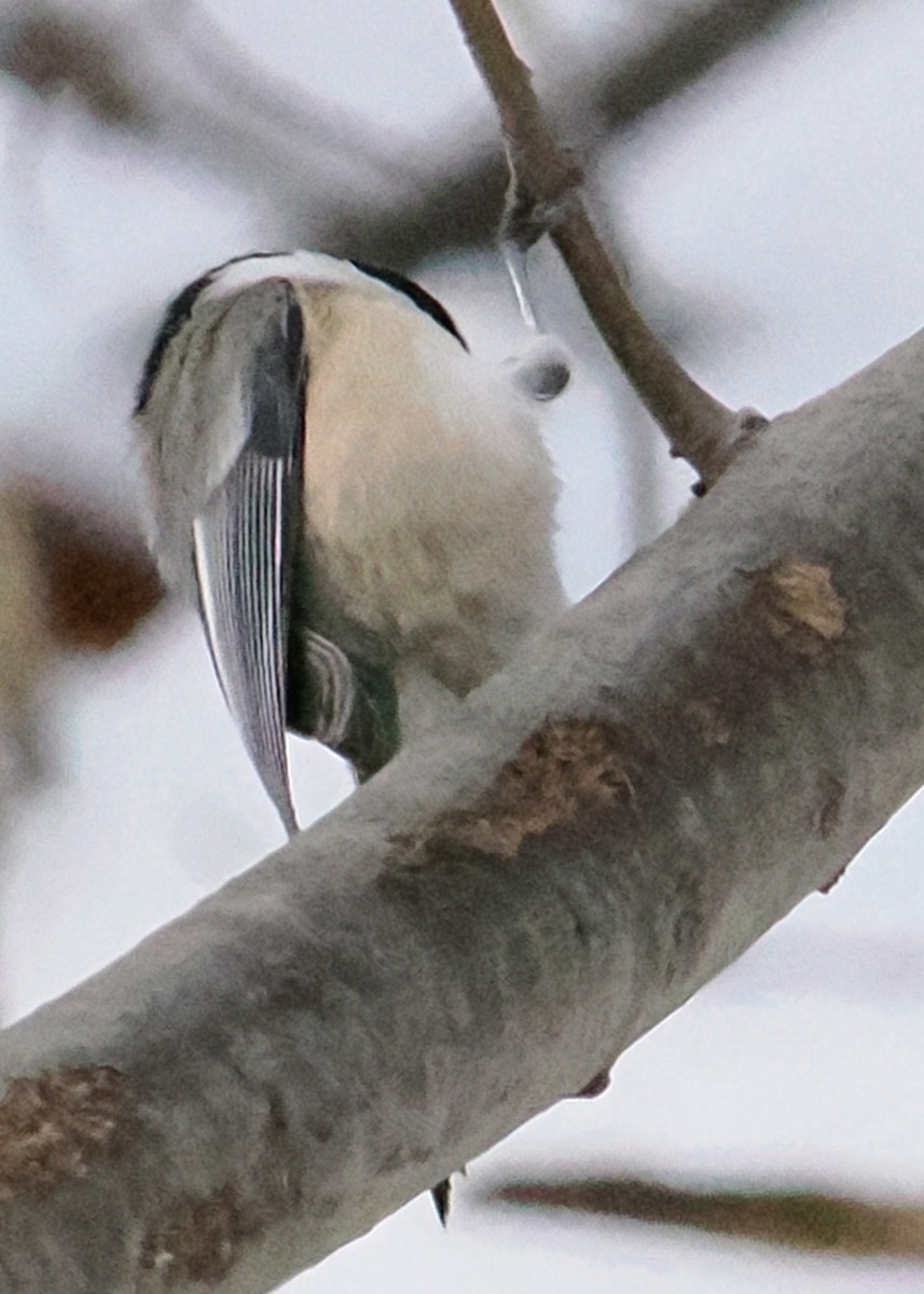 Black-capped Chickadee - ML647148444
