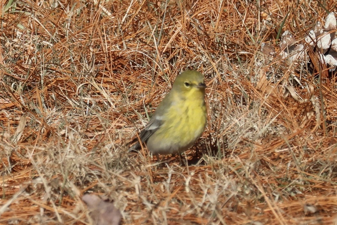 Pine Warbler - ML647148450