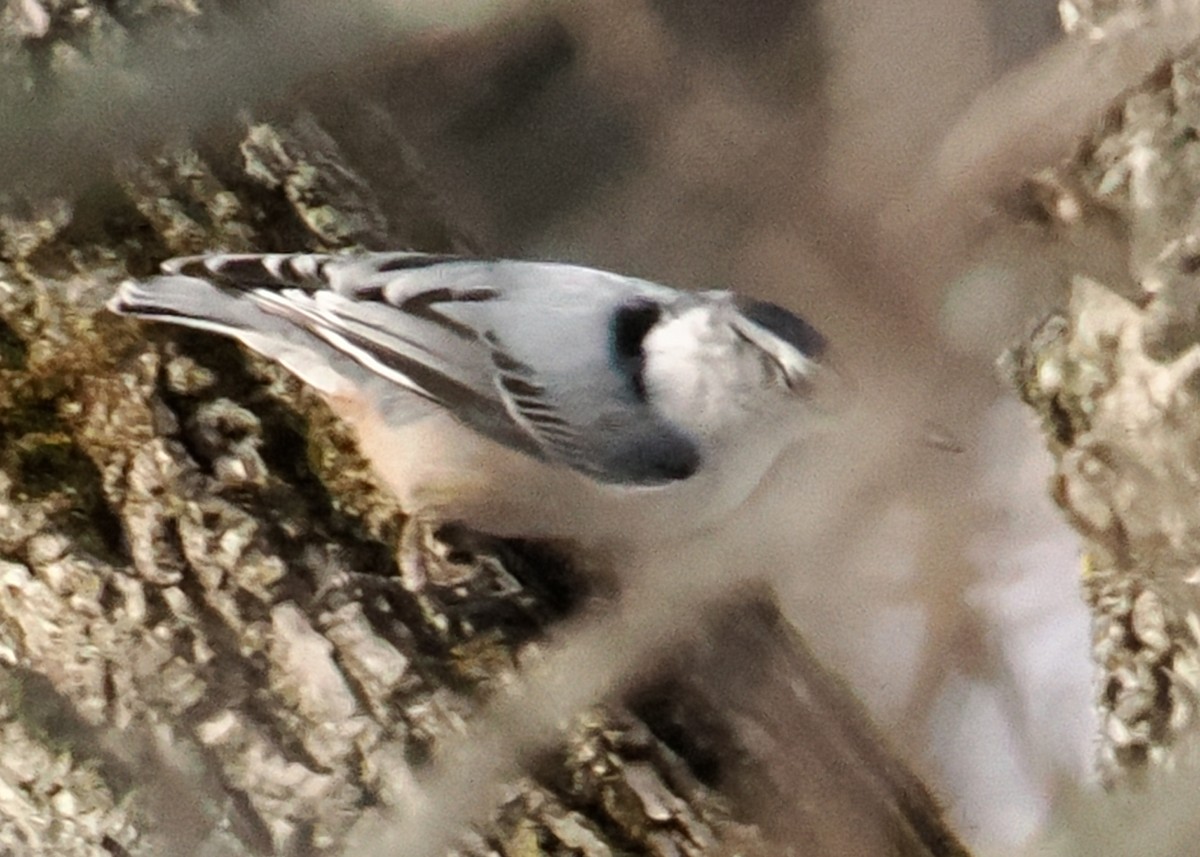 White-breasted Nuthatch - ML647148462