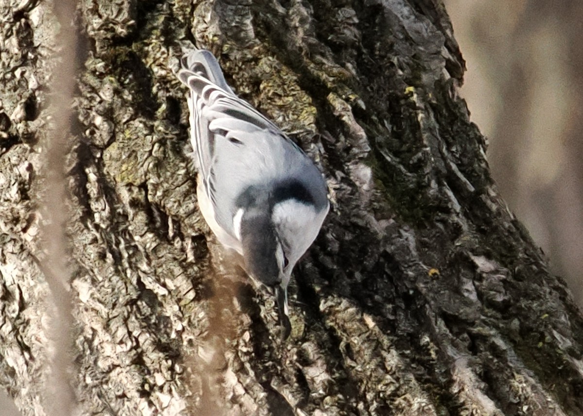 White-breasted Nuthatch - ML647148463