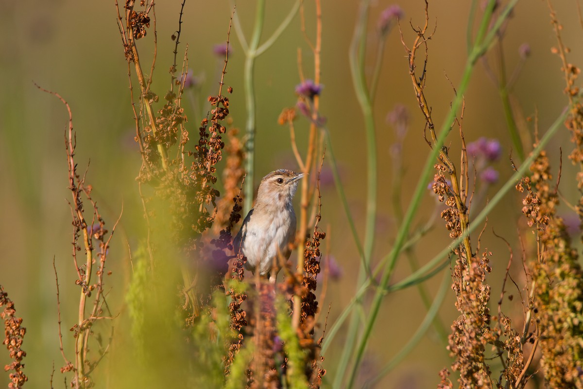 Матата руда - ML647148472