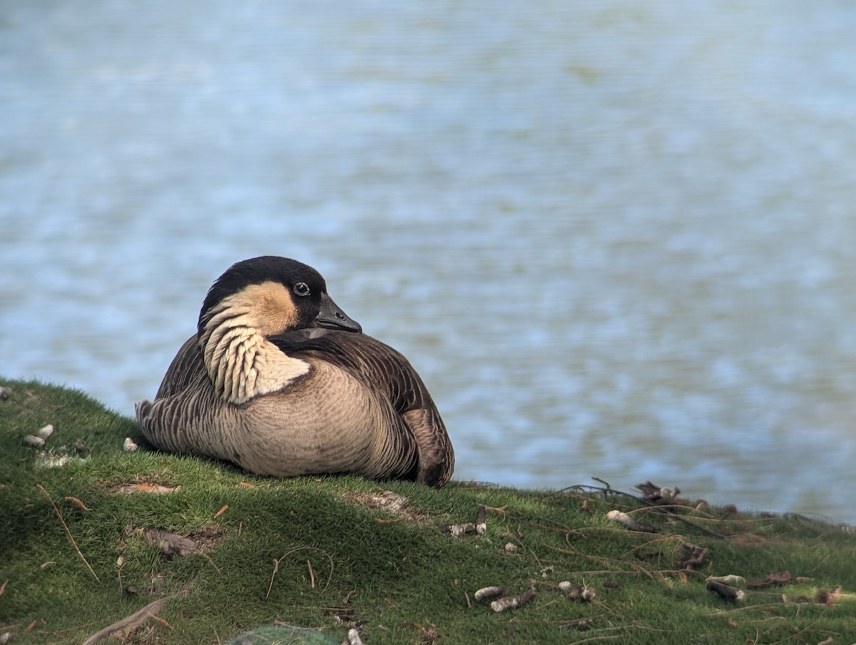 Hawaiian Goose - ML647148473