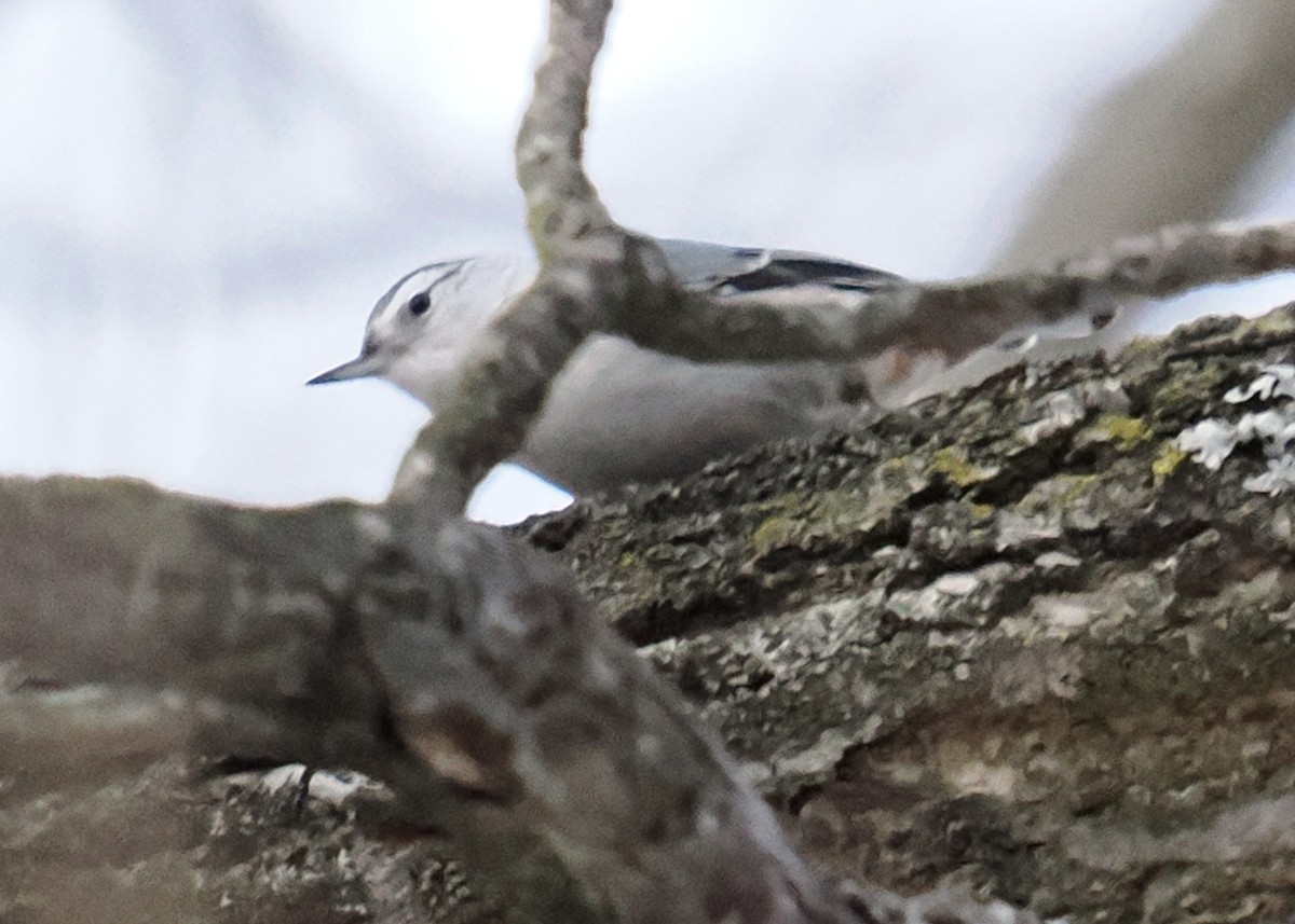 White-breasted Nuthatch - ML647148475