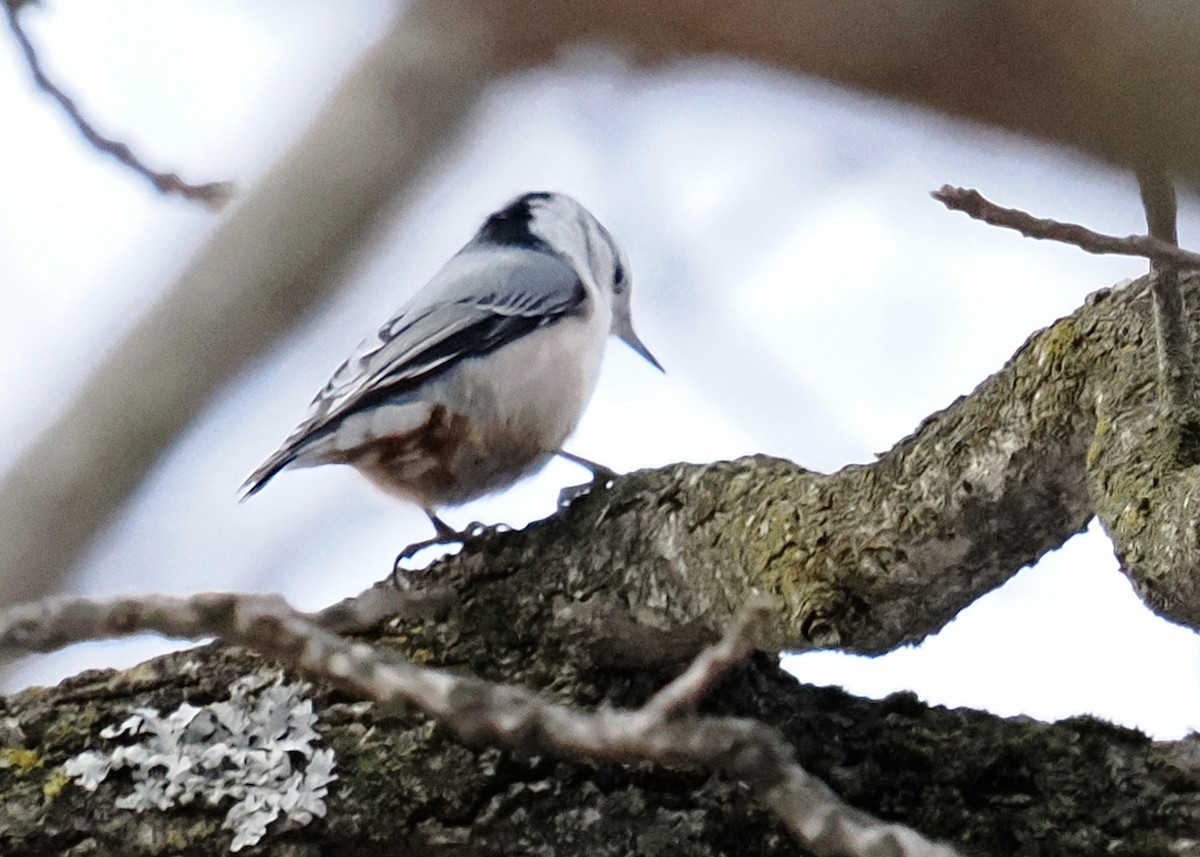 White-breasted Nuthatch - ML647148476