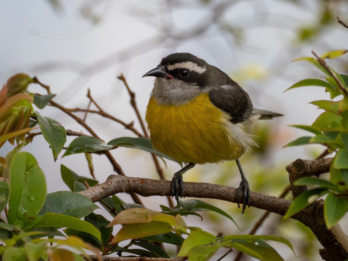 Bananaquit - ML647148477