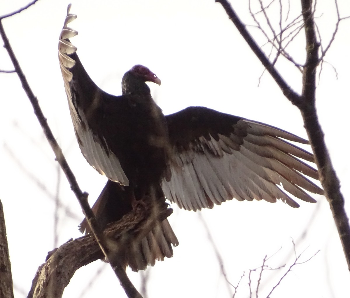 Urubu à tête rouge - ML647148483