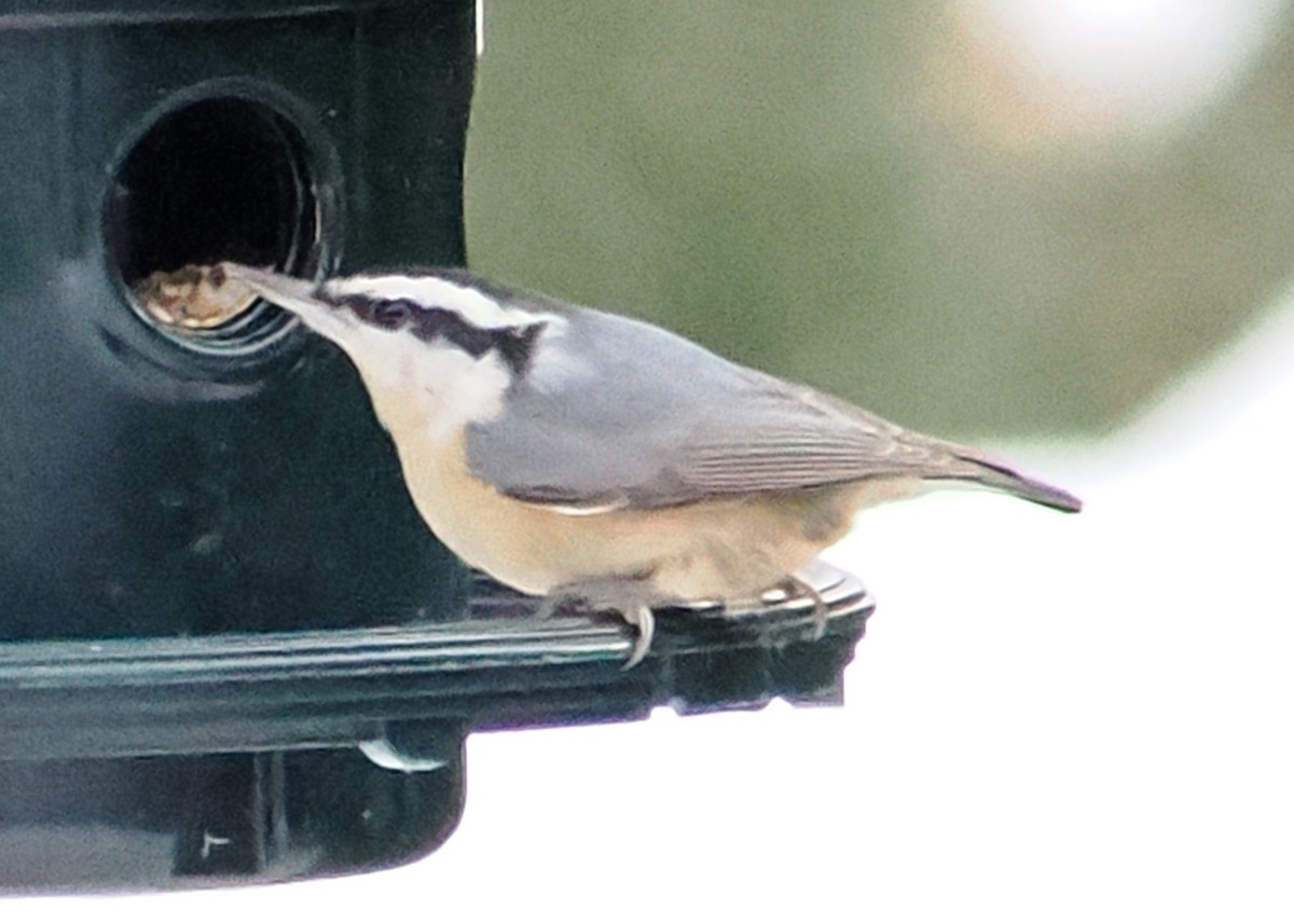 Red-breasted Nuthatch - ML647148484