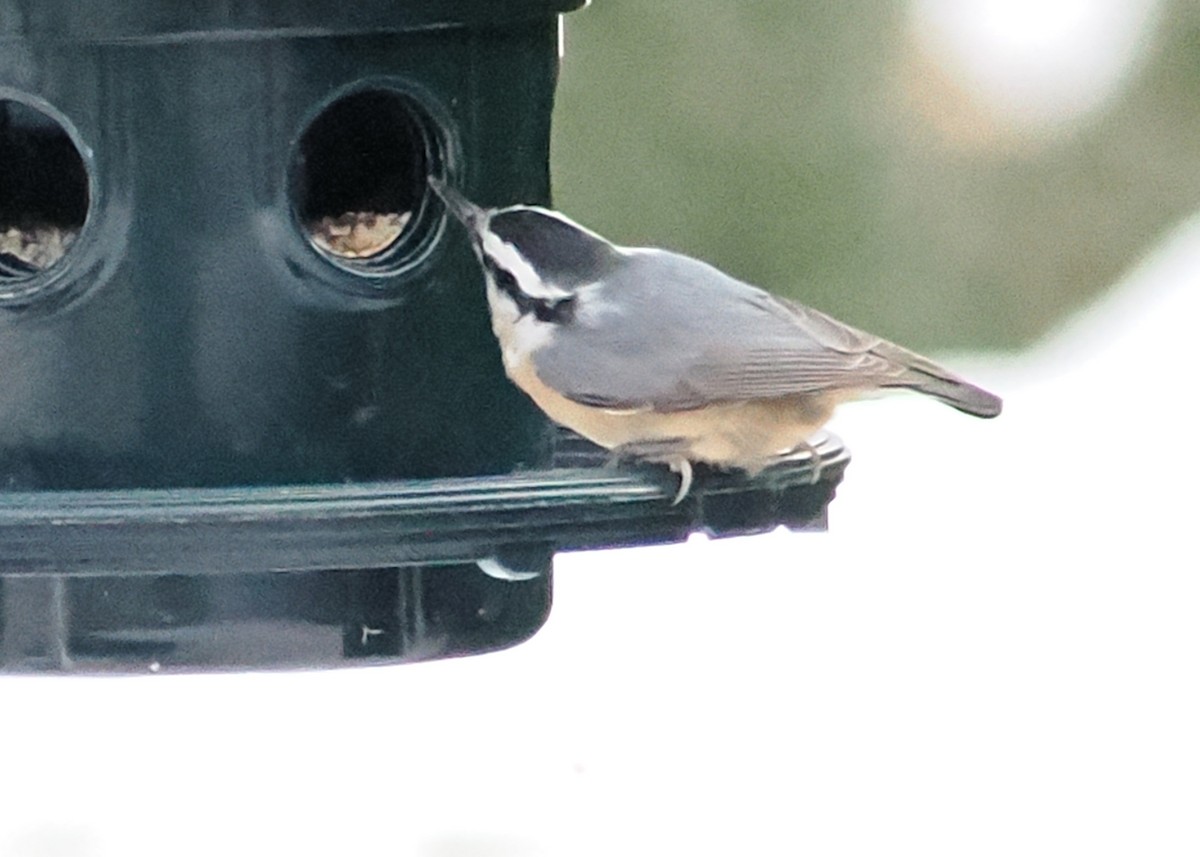 Red-breasted Nuthatch - ML647148485