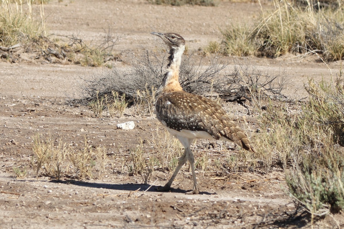 Ludwig's Bustard - ML647148489
