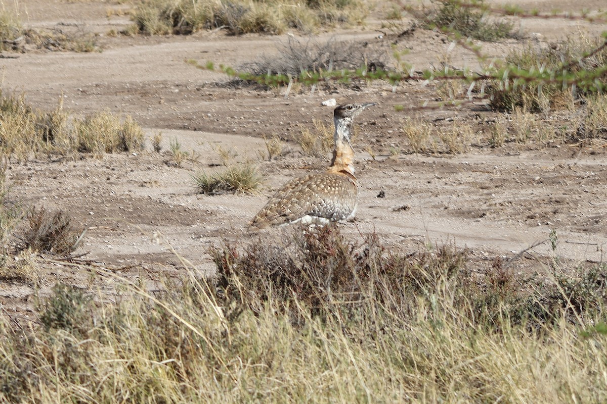 Ludwig's Bustard - ML647148490
