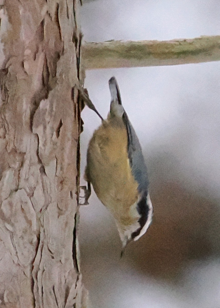 Red-breasted Nuthatch - ML647148491