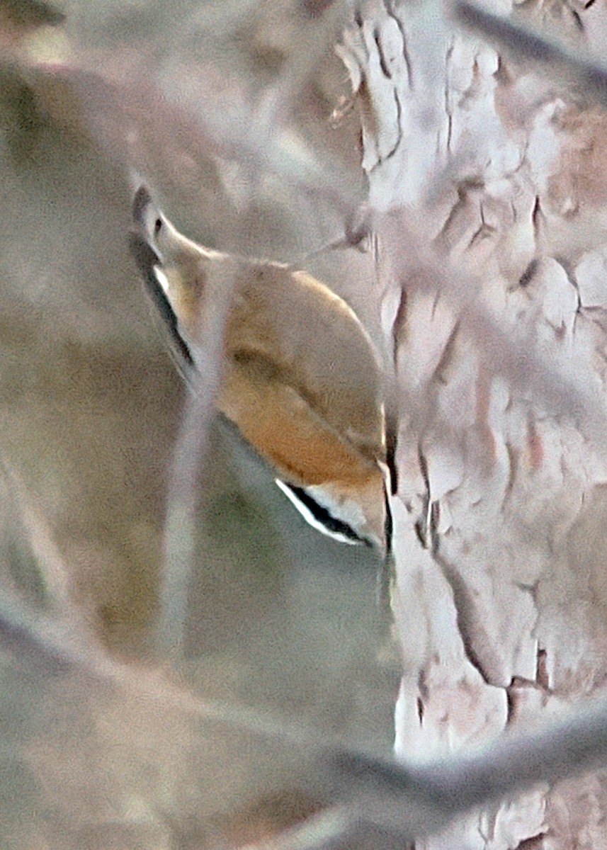 Red-breasted Nuthatch - ML647148492