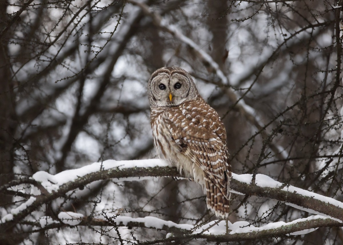 puštík proužkovaný - ML647148495