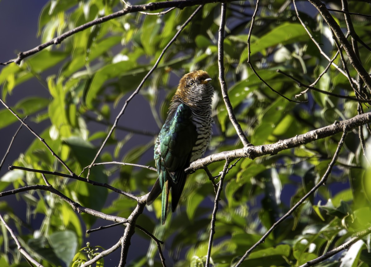 Asian Emerald Cuckoo - ML647148505