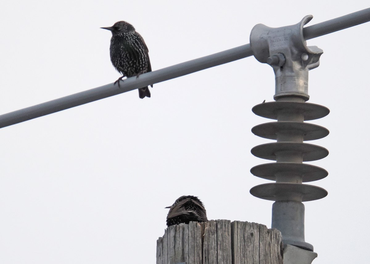 Хар тодол - ML647148507